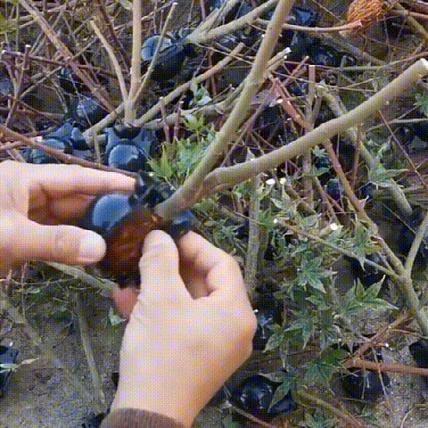 Plant Root Growing Box